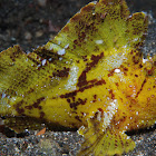 Paper fish or Leaf scorpion fish