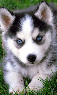 How to download Husky Live Wallpaper 1.0 apk for laptop