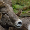 Bighorn sheep  Ovis canadensis