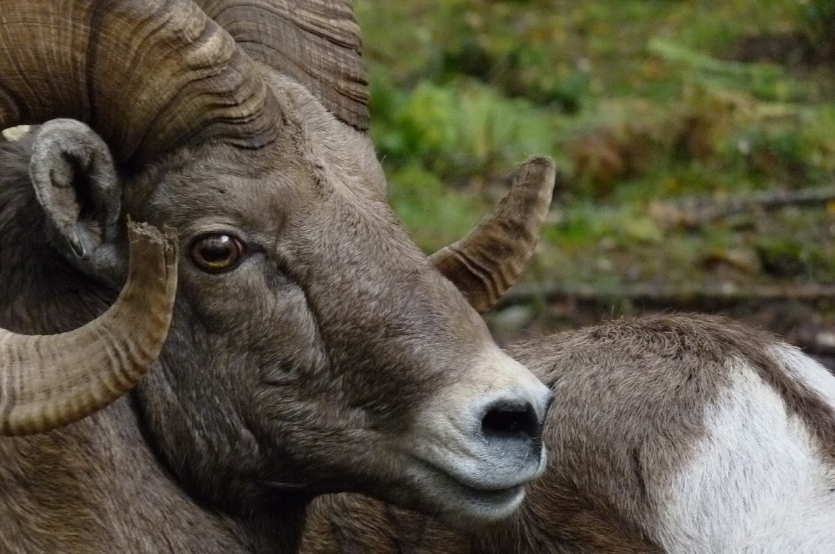 Bighorn sheep  Ovis canadensis