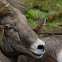 Bighorn sheep  Ovis canadensis