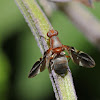 Picture-winged fly