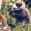 Purple faced leaf monkey or Langur