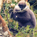Purple faced leaf monkey or Langur