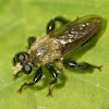 Bee-like robber fly