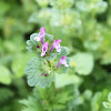 Henbit