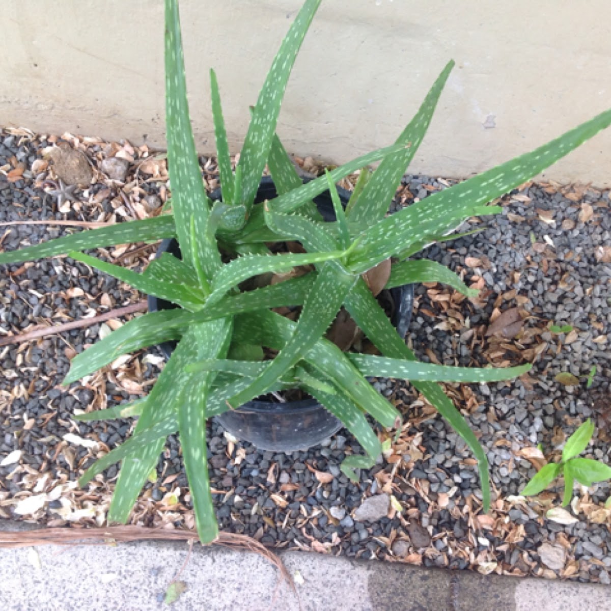 True Aloe, Medicine Aloe, Burn Plant, and Barbados Aloe