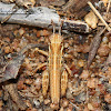 Spur-throated Grasshopper nymph