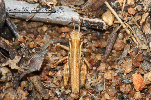 Spur-throated Grasshopper nymph