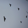 Common buzzard & rooks