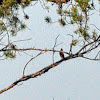 Kirtland Warbler