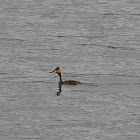 Great Crested Grebe