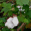 Mexican cotton