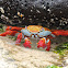 Sally Lightfoot crab