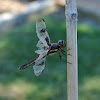 Twelve-spotted Skimmer Dragonfly (female)
