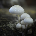 Porcelain Fungus