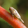 Planthopper