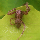 Monkey Orb Weaver Spider