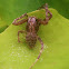 Monkey Orb Weaver Spider