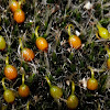 Grimmia orbicularis