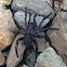 Trapdoor Spider