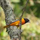 Baltimore oriole