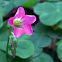 Pink Wood Sorrel