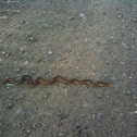 Gopher snake