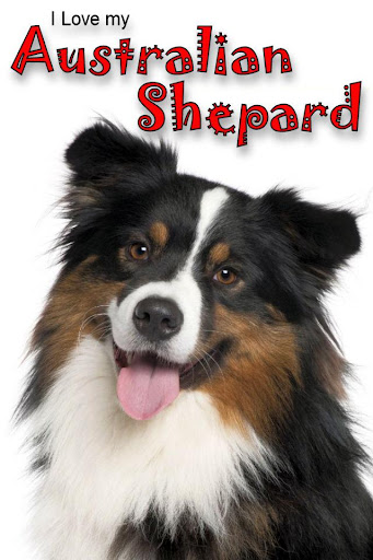 Australian Shepherd