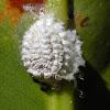 scale insect (with honeydew)