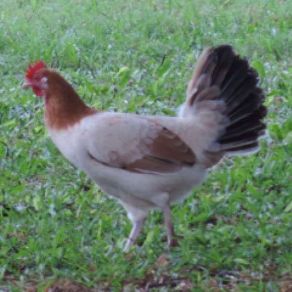 Feral Chicken Project Noah