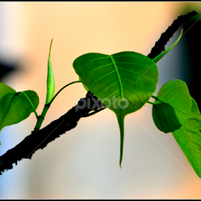New Generation  by Tapesh Mukherjee - Nature Up Close Leaves & Grasses