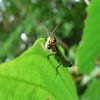 Striped grasshopper nymph