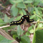 Loop Caterpillar