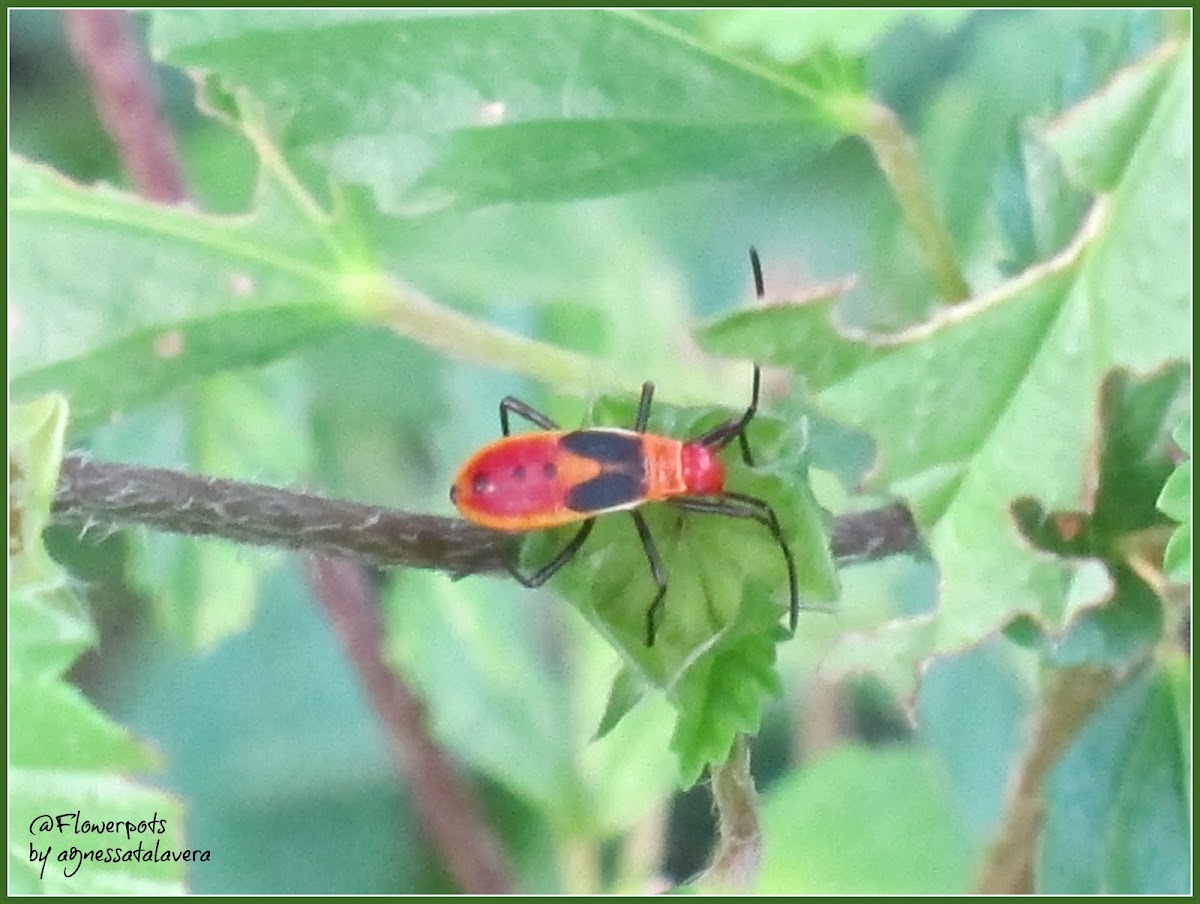 Cotton Stainer Bug (Nymph)