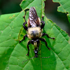 Robber Fly