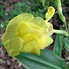 Golden Canna lily