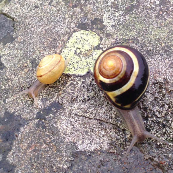 Grove Snail Project Noah