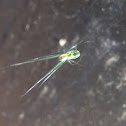 Long-jawed Orb Weaver, Orchard Spider