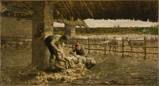 The Sheepshearing
