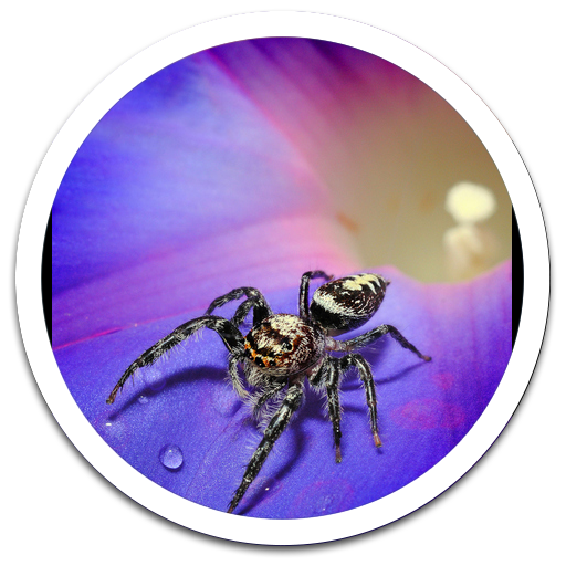 My Photo Wall Spider LWP LOGO-APP點子