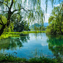 Willow at Lake