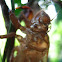Cicada Skin