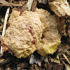 Dog vomit slime mold