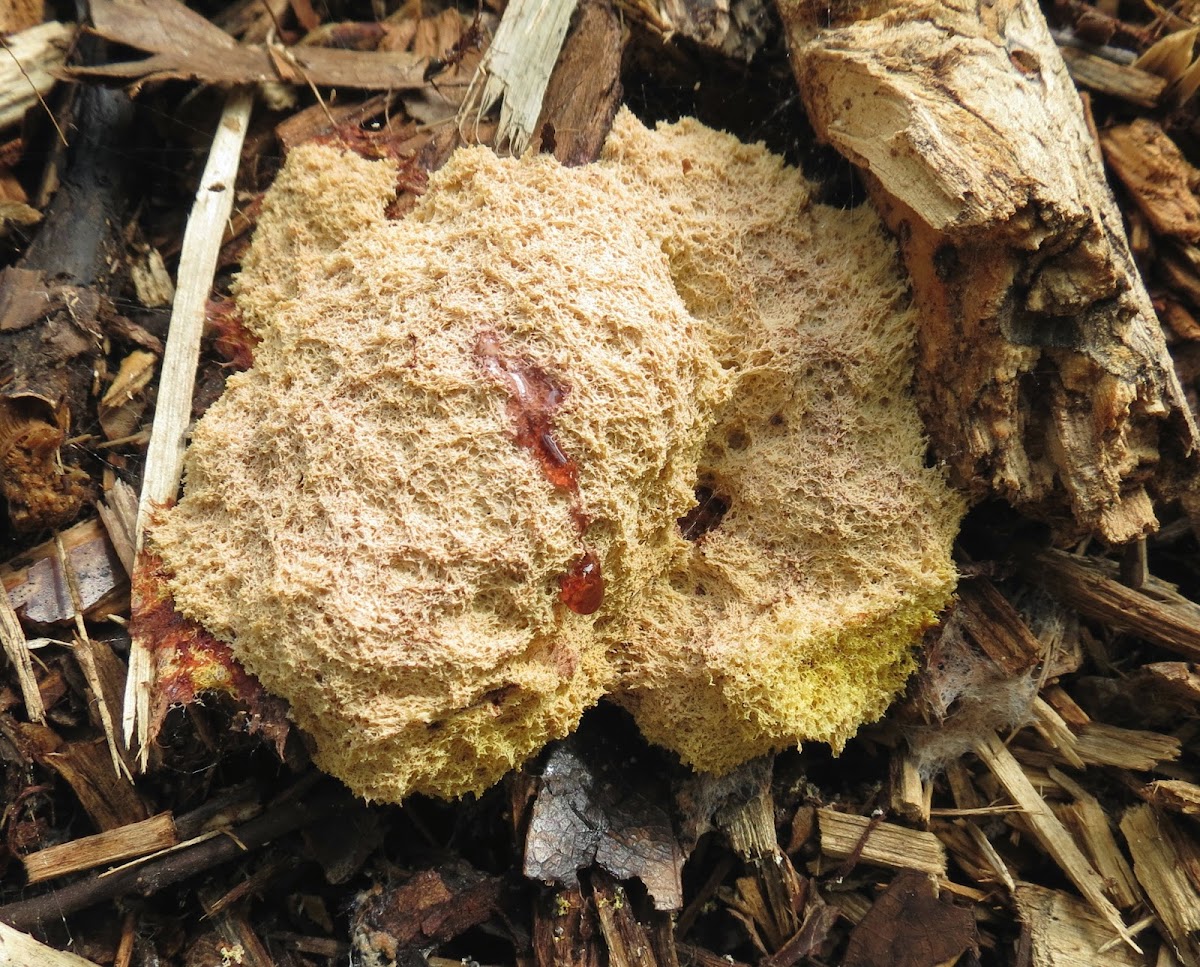 Dog vomit slime mold Project Noah