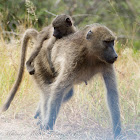 Chacma Baboon