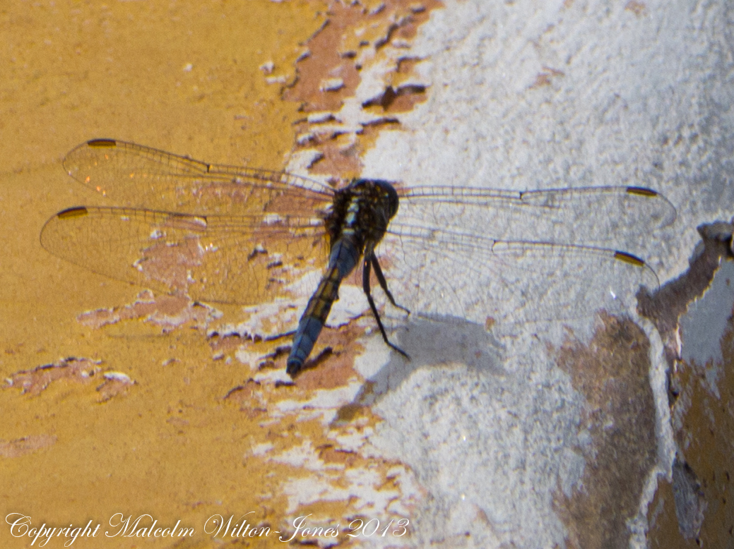 Epaulet Skimmer Dragonfly