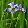 Blue Flag Iris