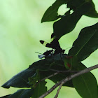 unknown ichneumon wasp