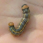 Notodontid Caterpillar